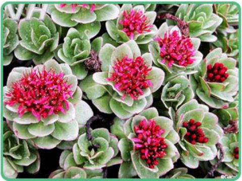  Rhodiola Rosea Extract